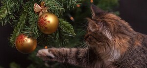 Елочные базары в Киеве уже готовятся к открытию: названа дата