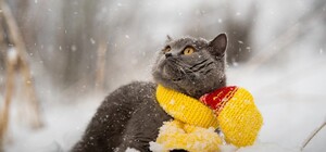 Будь в курсе: какая погода ждет киевлян на следующей неделе