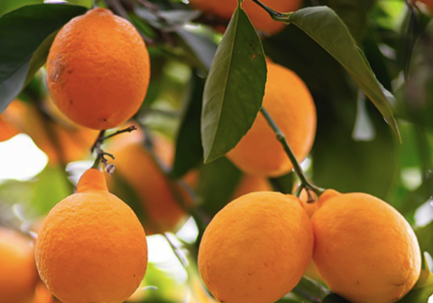 Экскурсия в Лимонный сад.