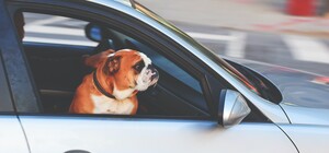 На улице в центре Днепра хотят ограничить скорость движения до 30 километров в час