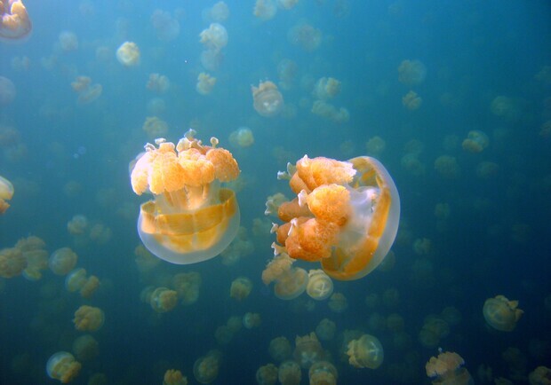 В Азовском море в декабре продолжается нашествие медуз. 