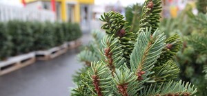 На Кольцевой открылись первые елочные базары: почем продают деревья