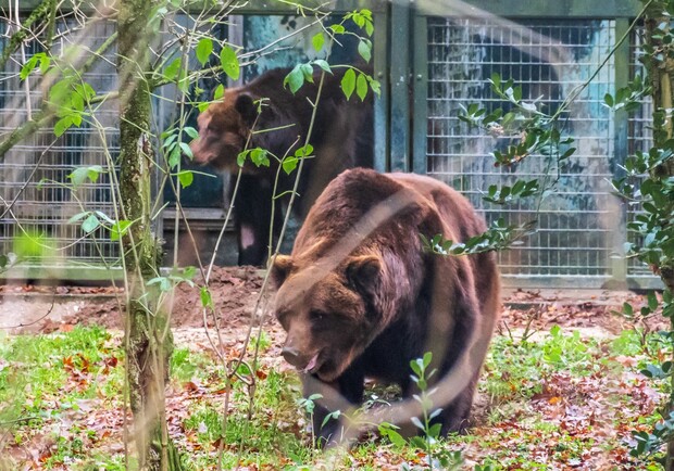 Запорожских медведей выпустили из карантинных вольеров в Нидерландах 
