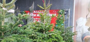 Цены от 300 гривен: в Одессе открылись елочные базары