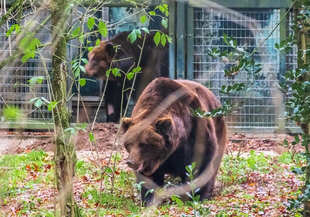 Запорожские медведи после карантина вышли на прогулку в нидерландском зоопарке. 