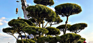 На Трассе здоровья появилось экзотическое дерево