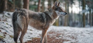 В ботсаду на Печерске заметили волчицу: как она туда попала