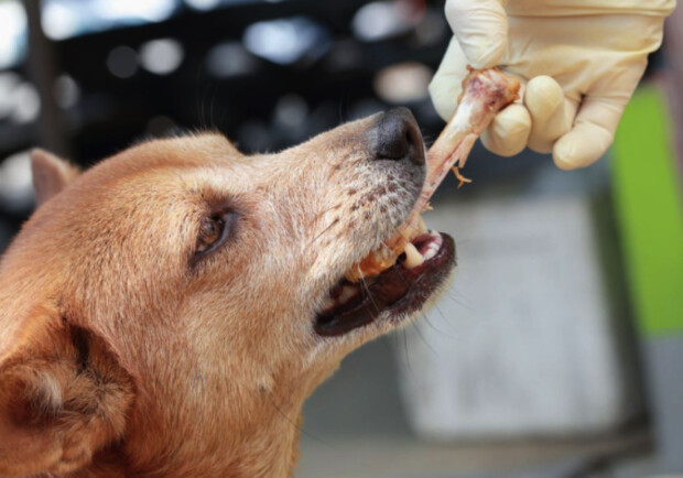 "Мучительно умерла": зооволонтеры просят не оставлять кости возле мусорных баков 