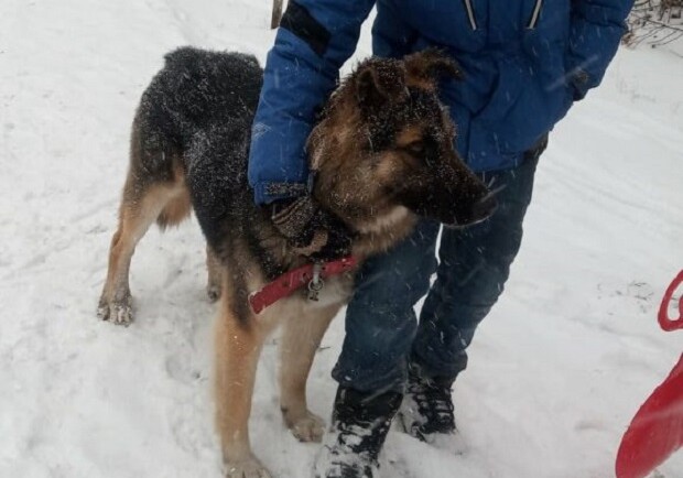 В Запорожье нашли живодера, который зарезал щенка на глазах у детей - 