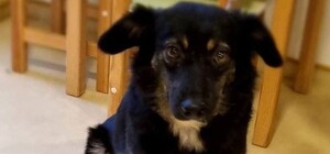 В киевском приюте из-за новогодних салютов погиб годовалый пес Гуффи