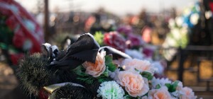 В Киеве значительно уменьшили расходы на похороны одиноких граждан