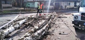 Мощный циклон в Одессе: ветер валит деревья и обрывает провода (обновляется)