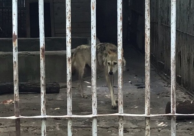 В зоопарке на детской железной дороге сильно заболел волк 
