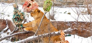 В Киевском зоопарке отмечают 13-летие львиного семейства
