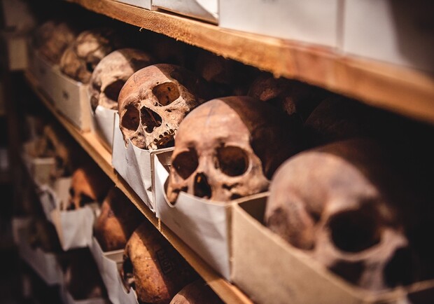 Около Запорожья нашли череп человека, жившего 7 тысяч лет назад (фото). 