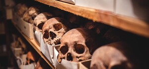 Около Запорожья нашли череп человека, жившего 7 тысяч лет назад (фото)