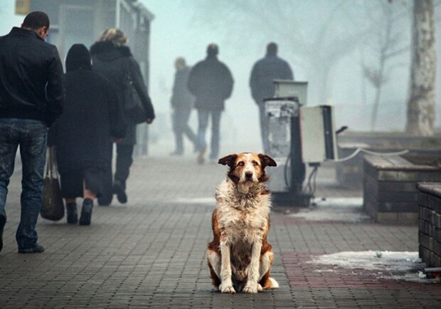 В Запорожье может появиться Центр для обращения с бездомными животными. 