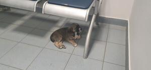 Под Киевом в отделение полиции подкинули щенка: ему быстро нашли новый дом