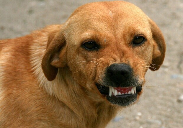 У Запоріжжі бездомний собака покусав 15-річну дівчинку. 