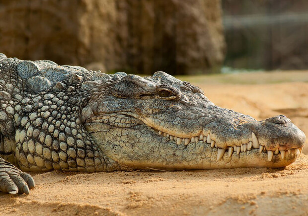 В Запорожье продают свежемороженого крокодила. 