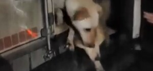 Как приютить: волонтеры привезли десятки животных из Харькова в Днепр 