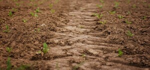 На Одещині стартувала посівна компанія