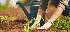 Посівний календар на квітень 2022: що робити у другий місяць весни