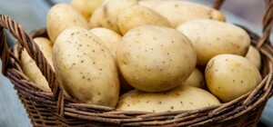 Львівські аграрії цьогоріч висадять французьку картоплю