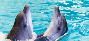 Из дельфинария в Харькове эвакуируют морских животных