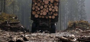 В Киевской области мужчина незаконно спилил полсотни деревьев на 200 тысяч гривен