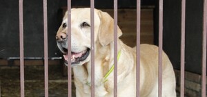 Как помочь эвакуированным в Днепр животным