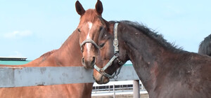 У Дніпро з гарячих точок евакуювали більше сотні коней