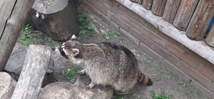 В Одеському зоопарку оселився єнот Сеня, якого врятували зоозахисники