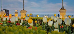 В Одессе возле набережной распустились сотни тюльпанов