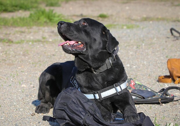 У Запоріжжі пес Арчі несе службу в поліції та шукає вибухівку. 