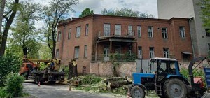 В Днепре спилили 100-летнюю шелковицу Ивана Акинфиева