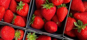 За скільки продають полуницю у Львові