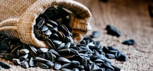 З Харківської області окупанти КАМАЗами вивозять насіння соняшнику