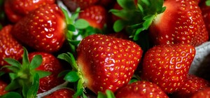 Львів'ян кличуть на збирання полуниці – де, коли, ціна