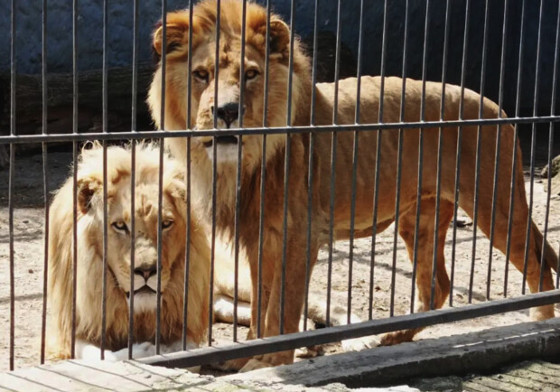 Что сейчас с хищниками в зоопарке в оккупированной Васильевке Запорожской области 
