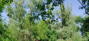 Біля Ржищева знайшли ліс, якого майже не торкалася людська рука