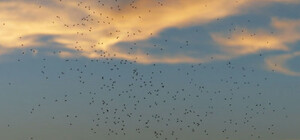 Чому на Набережній Дніпра нашестя мошок і коли воно закінчиться