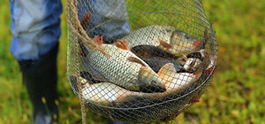 Возле Страхолесья браконьеры выловили рыбы на сумму свыше 400 тысяч гривен