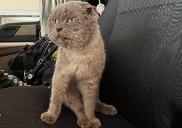 У Запоріжжі привезли породистого кота, який прийшов до українських військових.