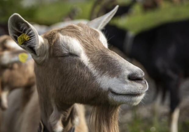 На Запоріжжі коза допомогла поранити кілька окупантів 