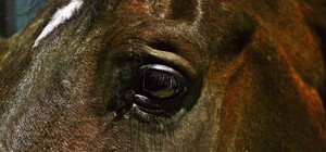 Подробиці скандалу із вбивством коня на Одеському іподромі: тварину обробили співробітники собачого притулку