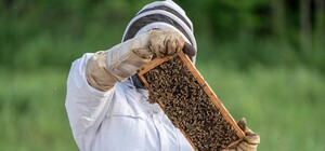 В Днепре спасли пасечника, которого искусали пчелы