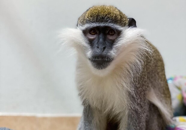У центрі Запоріжжя із зоопарку втекла мавпа (відео). 