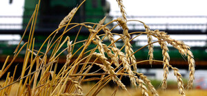 В Харьковской области удалось засеять чуть больше половины пахотных земель, — Синегубов