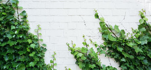 В Киеве начали высаживать 